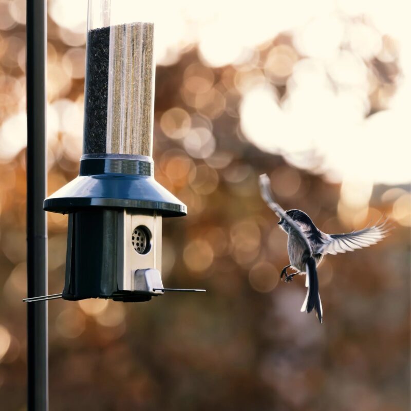Roamwild PestOff Squirrel Proof Bird Feeder 2.0 For Nyjer/Thistle Seed - Image 5