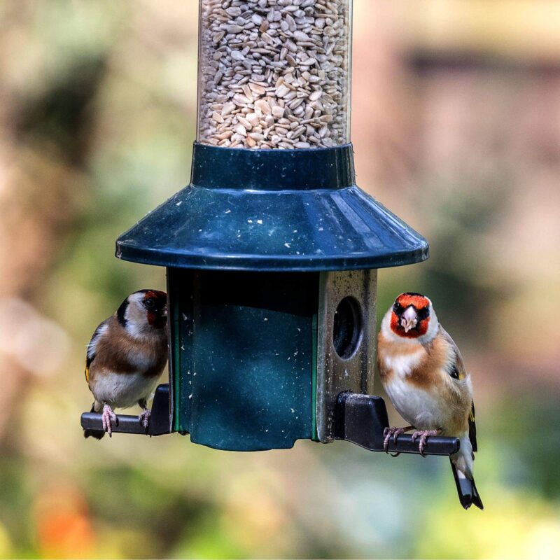 Roamwild PestOff Squirrel Proof Bird Feeder - Compact - Image 10