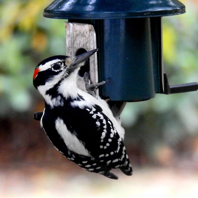 Roamwild PestOff Squirrel Proof Bird Feeder - Compact - Image 7