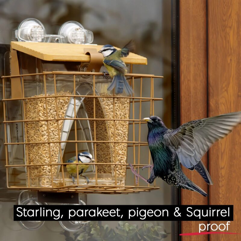 Arch Window Feeder: Squirrel Proof Cage Accessory - Image 2