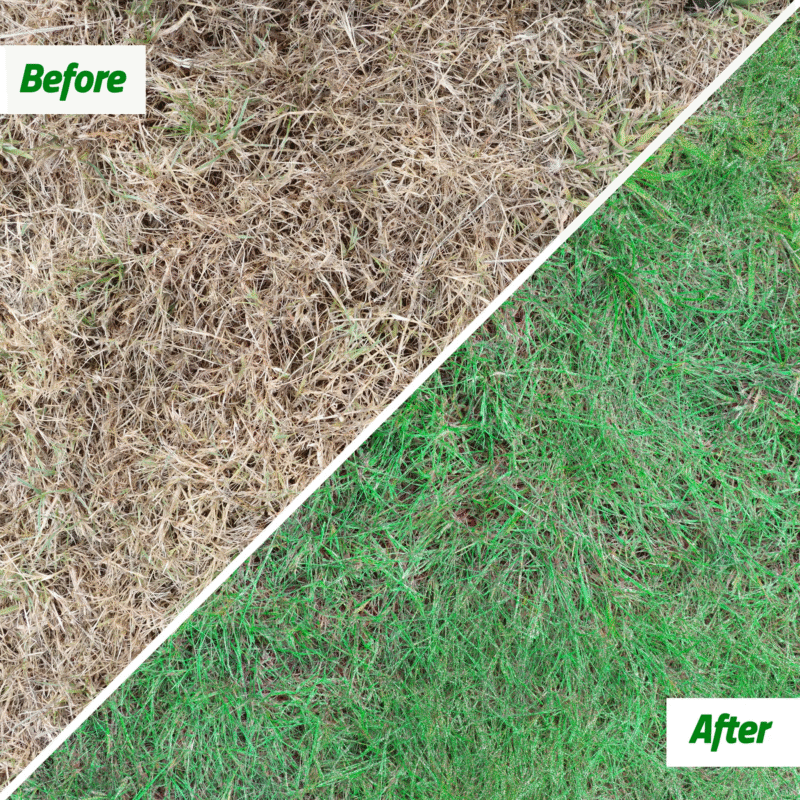 Get it Green Instant Grass Spot & Shrub Repair - Image 4