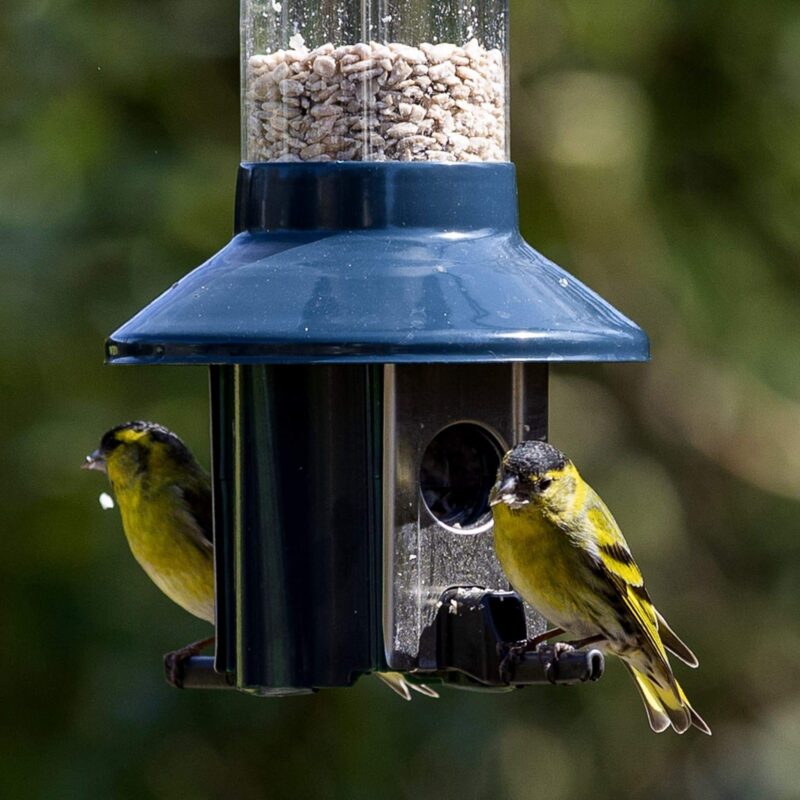 Roamwild PestOff Squirrel Proof Bird Feeder - Compact - Image 9