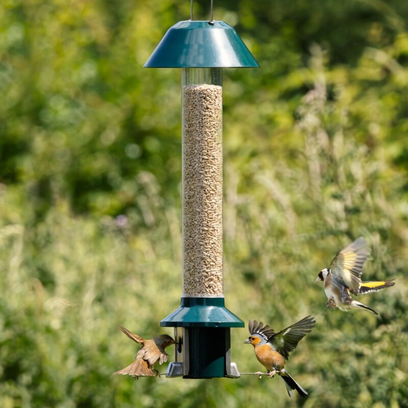 Roamwild PestOff Squirrel Proof Bird Feeder 2.0 For Mixed Seed/Sunflower Hearts