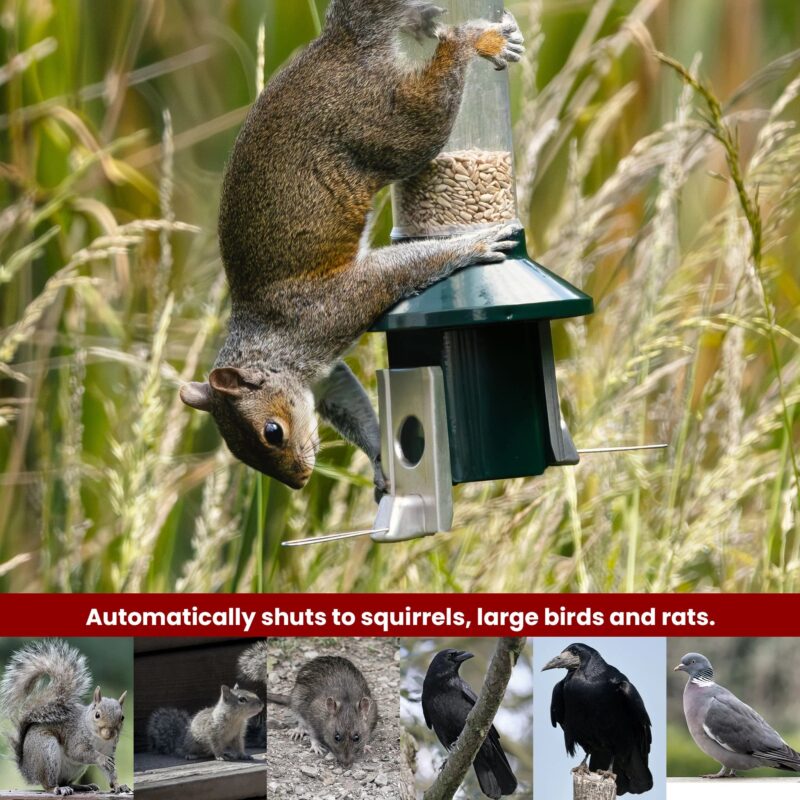 Roamwild PestOff Squirrel Proof Bird Feeder 2.0 For Mixed Seed/Sunflower Hearts - Image 6